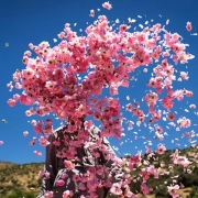 رنت اتوبوس برای کاشان